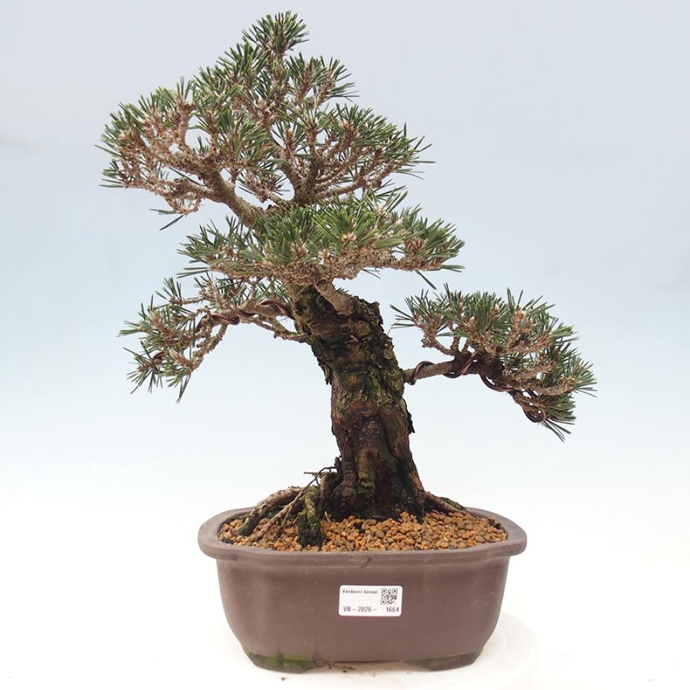 Bonsai für draußen - Pinus thunbergii Kotobuki - Thunberg-Kiefer