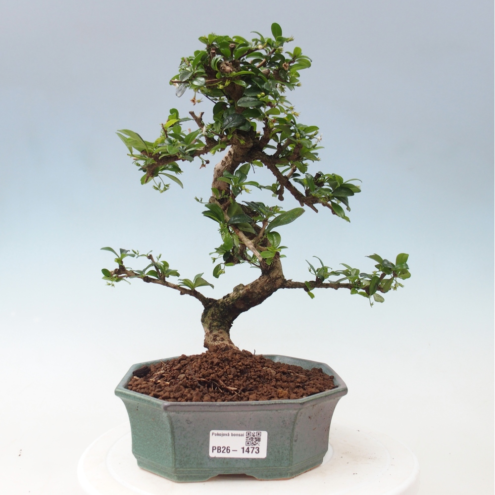 Zimmerbonsai - Carmona Macrophylla - Fuki-Tee