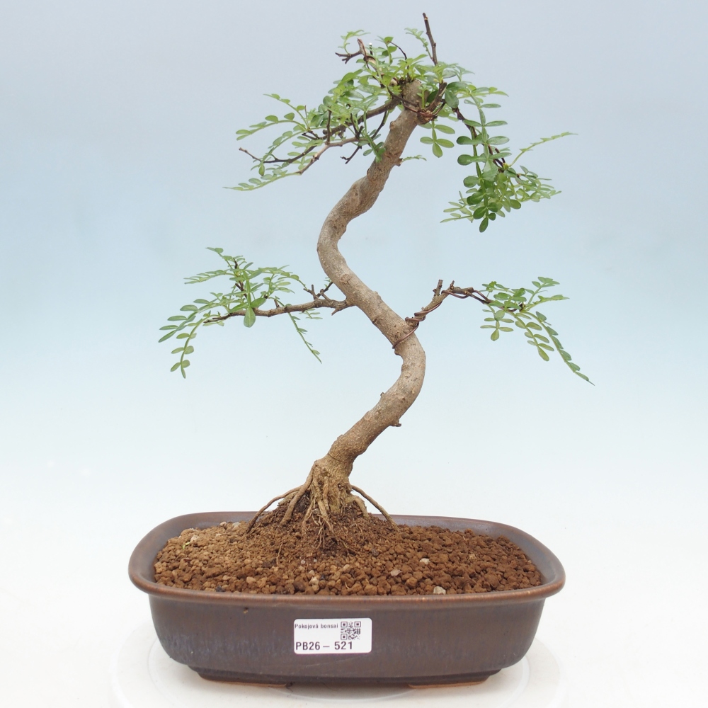Zimmer Bonsai - Zantoxylum piperitum - Pfefferbaum