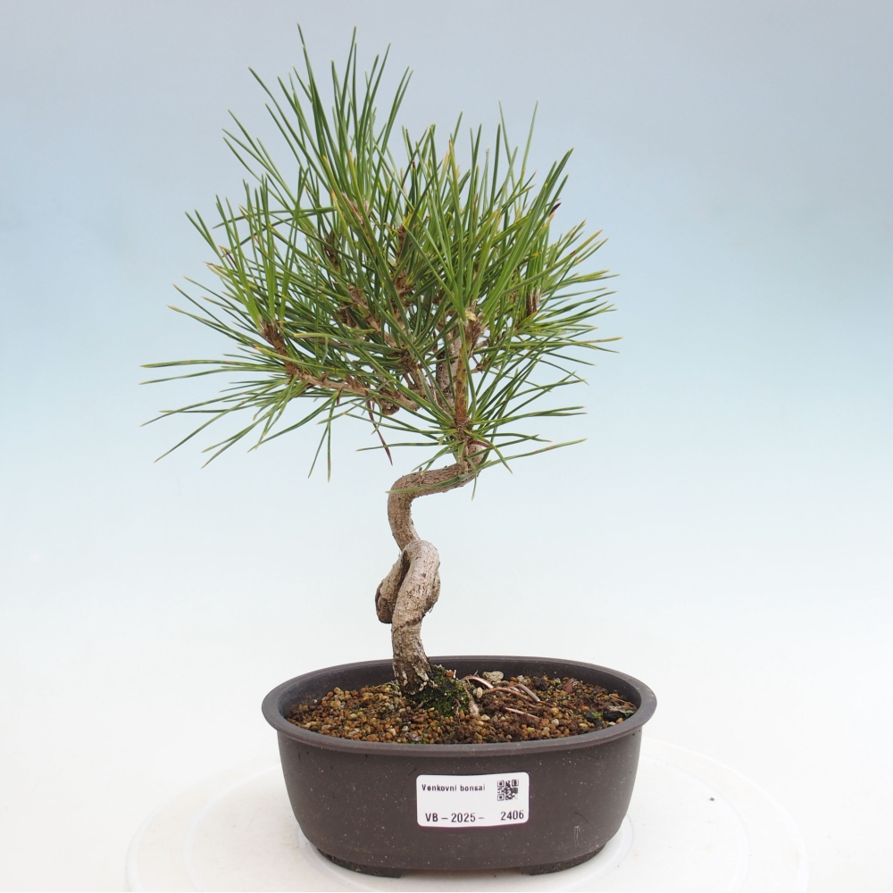 Bonsai im Freien - Pinus thunbergii - Thunbergia-Kiefer