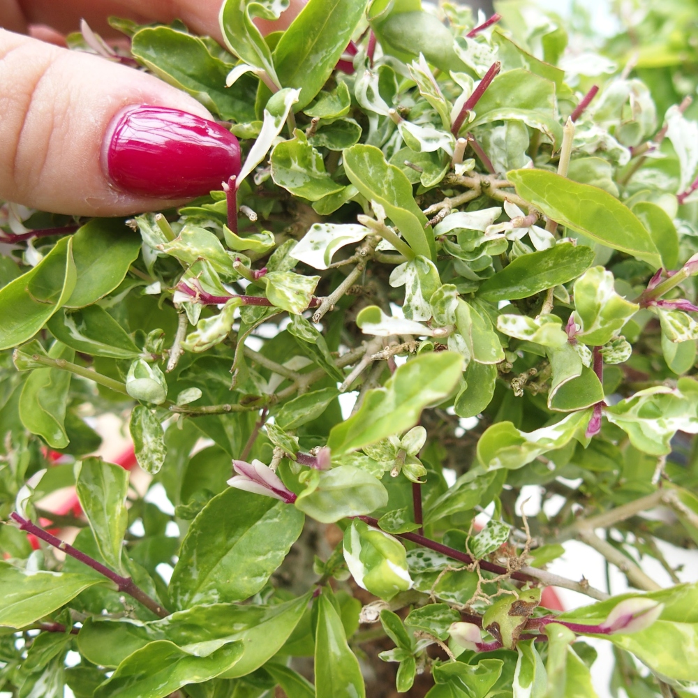 Freilandbonsai - Ligustrum obtusifolium - Stumpfblättriger Vogelschnabel