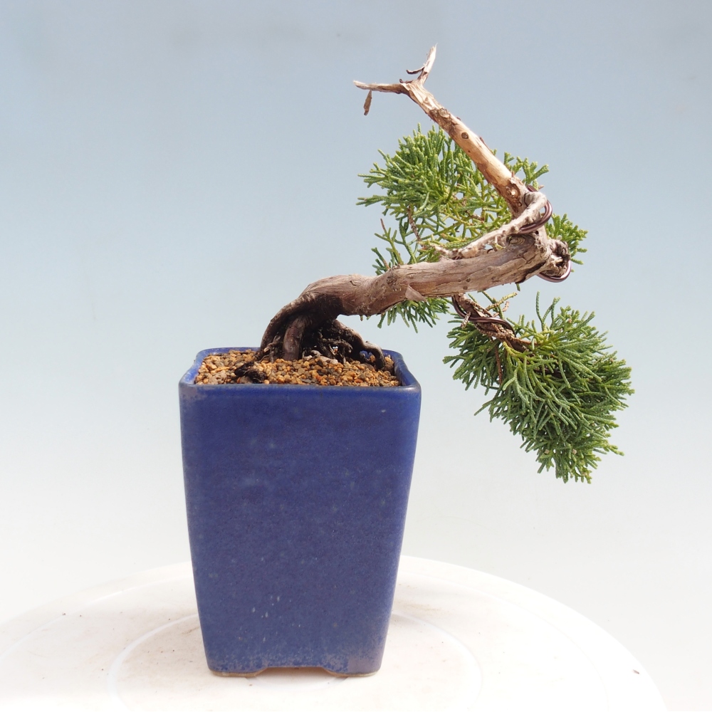 Bonsai für draußen - Juniperus chinensis Kishu