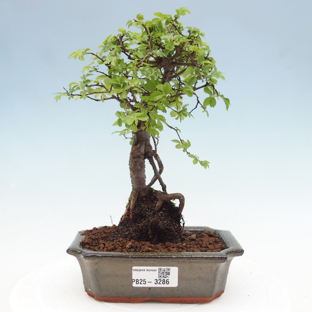 Zimmerbonsai - Ulmus parvifolia - Kleinblättrige Ulme