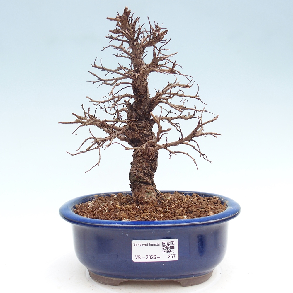Bonsai für draußen - Zelkova - Zelkova NIRE
