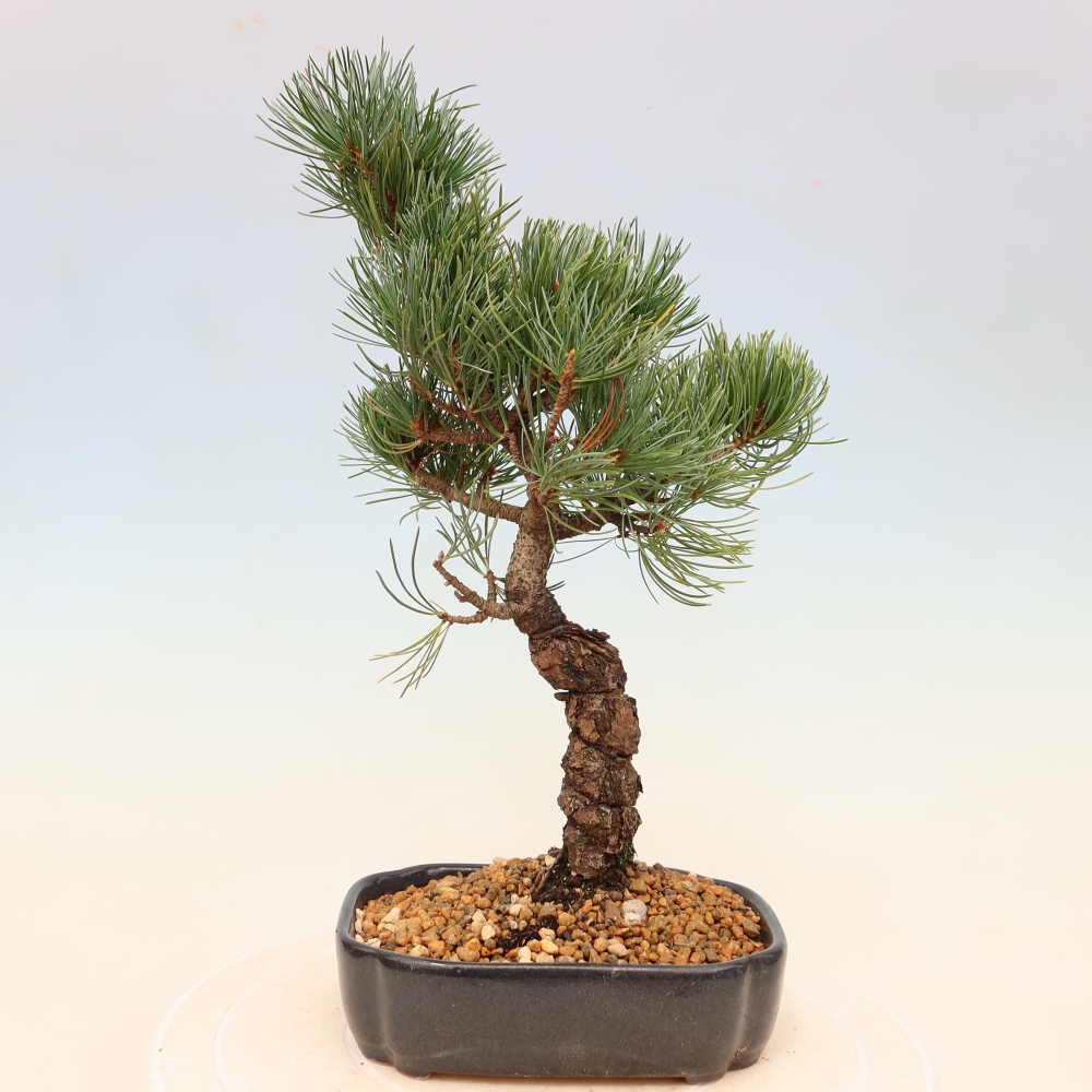 Bonsai für draußen - Pinus parviflora - Pinus parviflora
