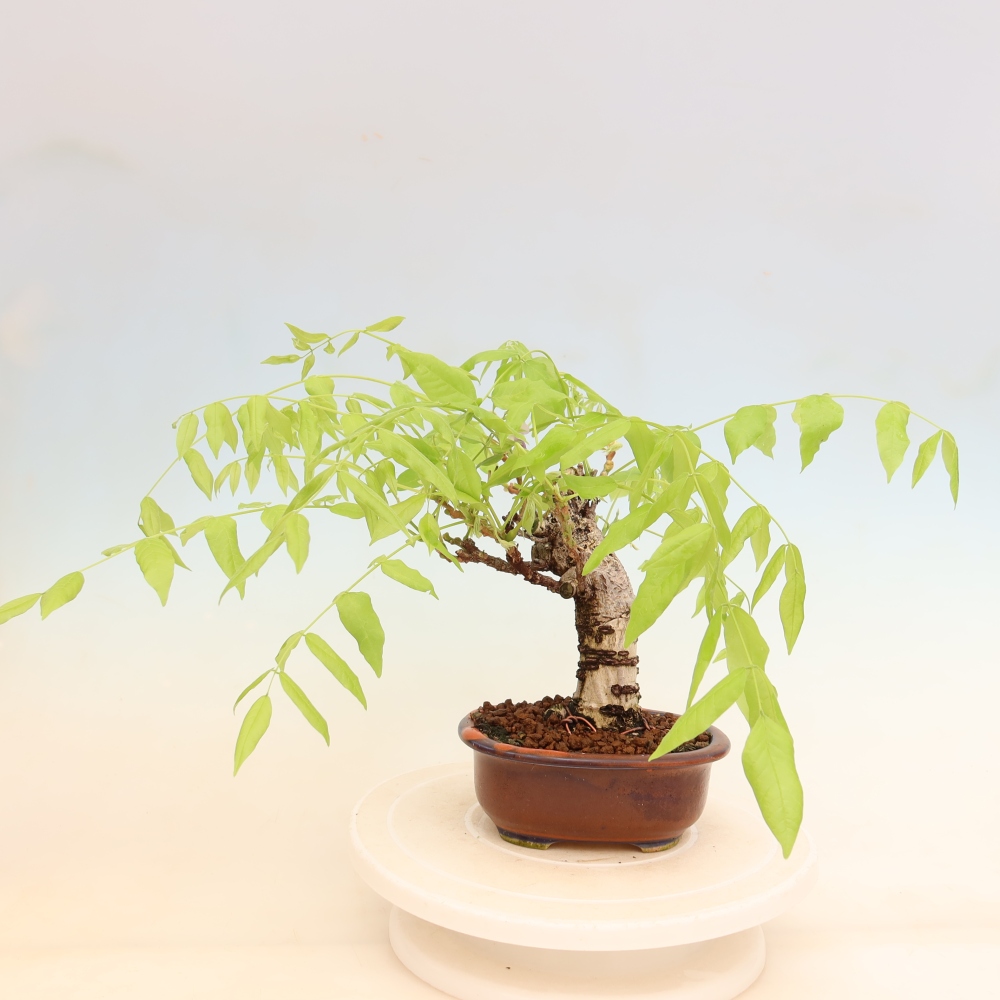 Bonsai für draußen - Wisteria floribunda