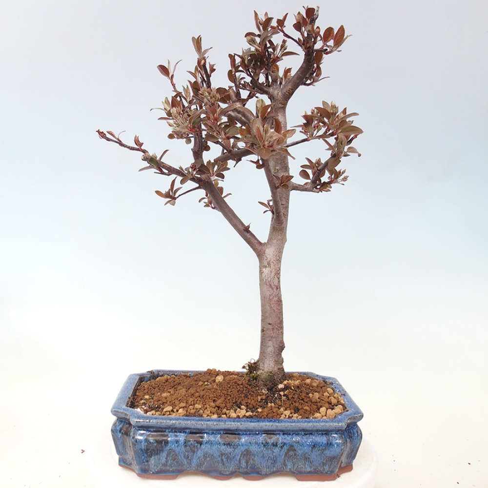 Outdoor-Bonsai -Malus domestica - Kleinfrüchtiger rotblättriger Apfelbaum