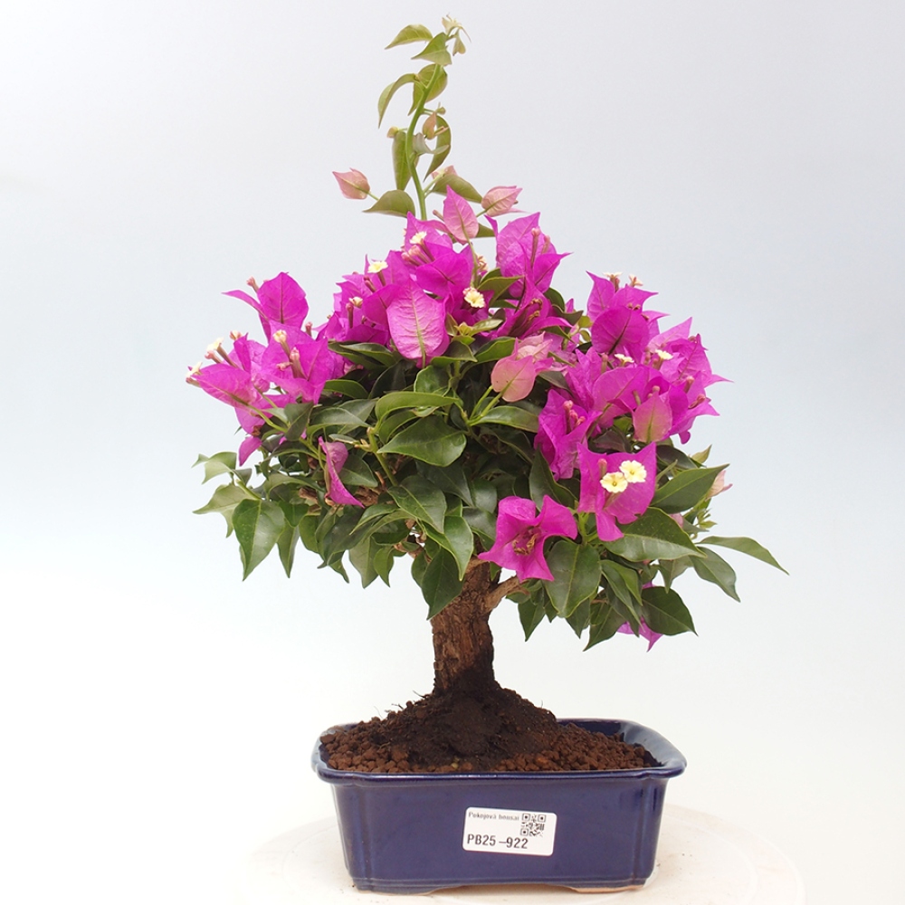 Indoor Bonsai - Bouganwilea
