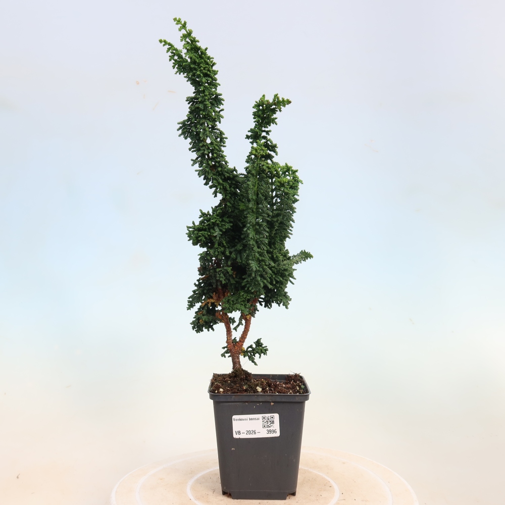 Bonsai für draußen - Cham. obtusa SEKKA HINOKI - Zypresse