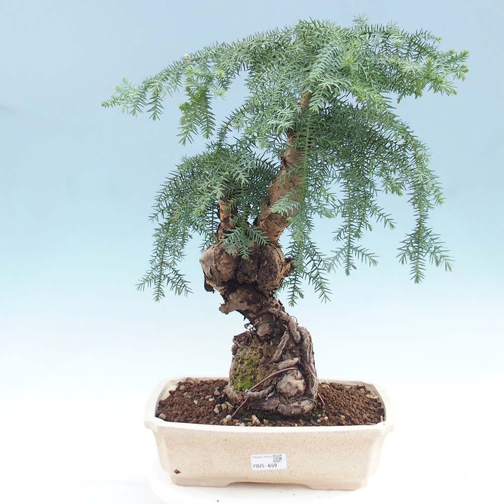 Zimmer Bonsai - Araukarie - Zimmer Fichte