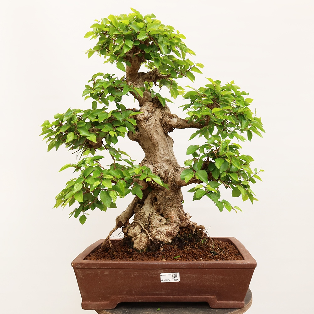 Bonsai im Freien - Carpinus Coreana - Koreanische Hainbuche
