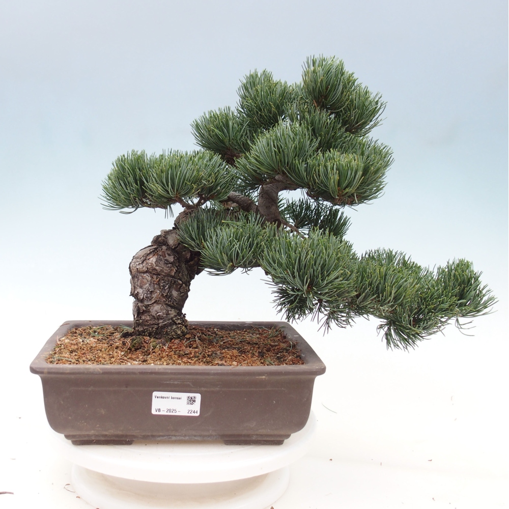 Bonsai im Freien - Pinus parviflora - kleine Kiefer