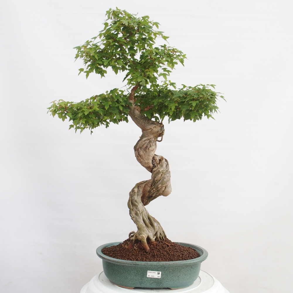 Bonsai im Freien - Ahorn Buergerianum - Burger Maple