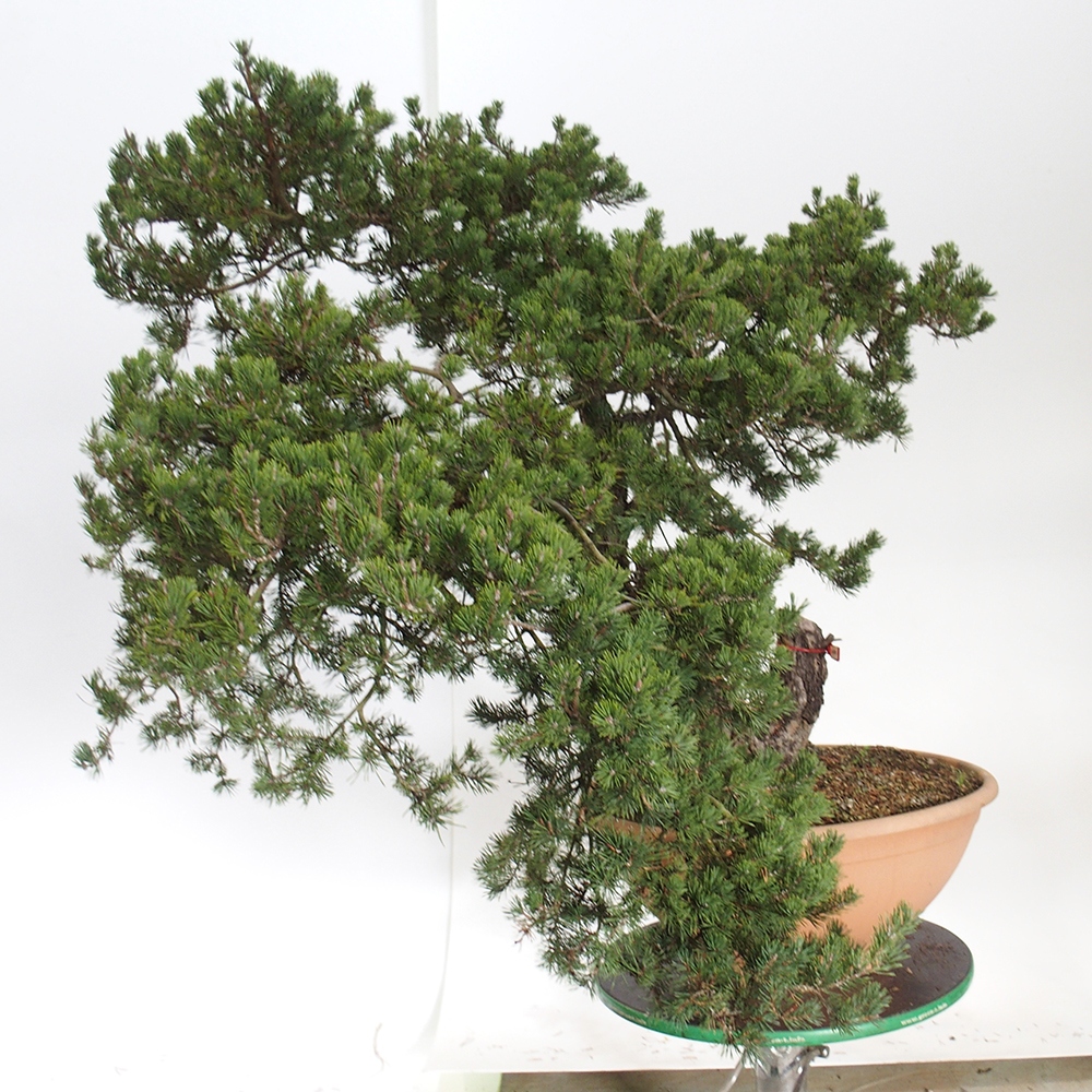Yamadori - Pinus sylvestris Spanien
