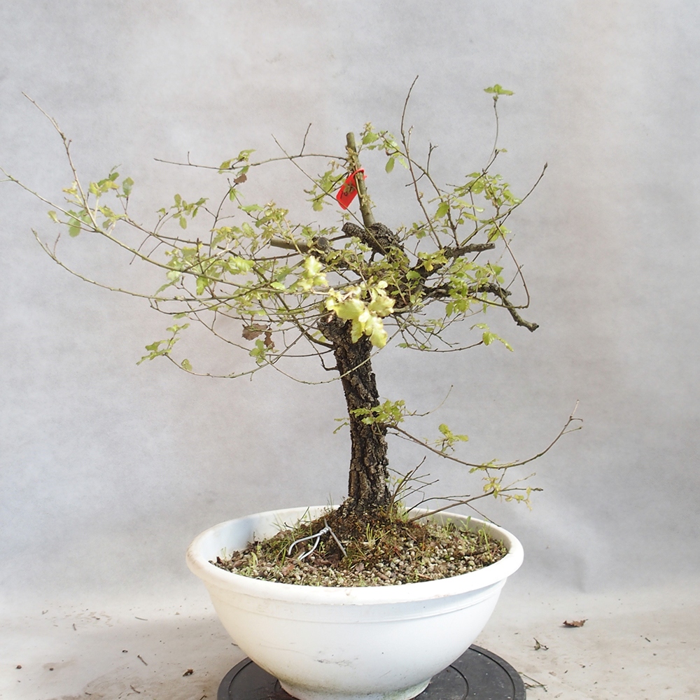 Freilandbonsai Quercus Cerris - Eiche Cer