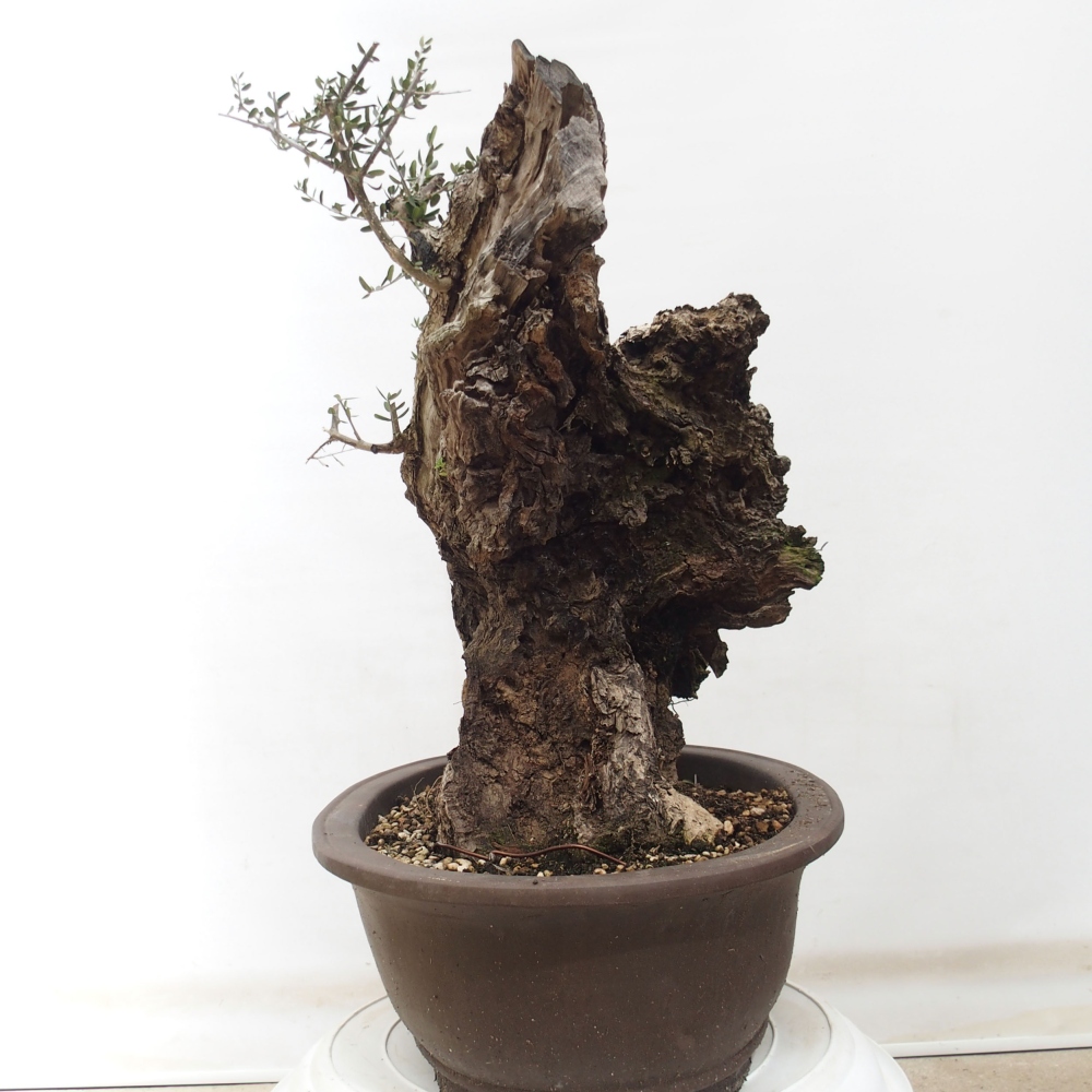 Indoor-Bonsai - Olea europaea sylvestris - Europäisches kleinblättriges Olivenöl