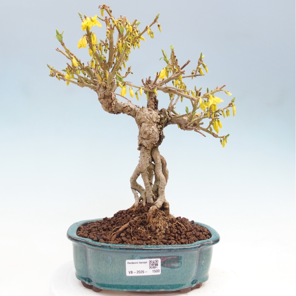 Bonsai für draußen - Zlatice - Forsythia koreana
