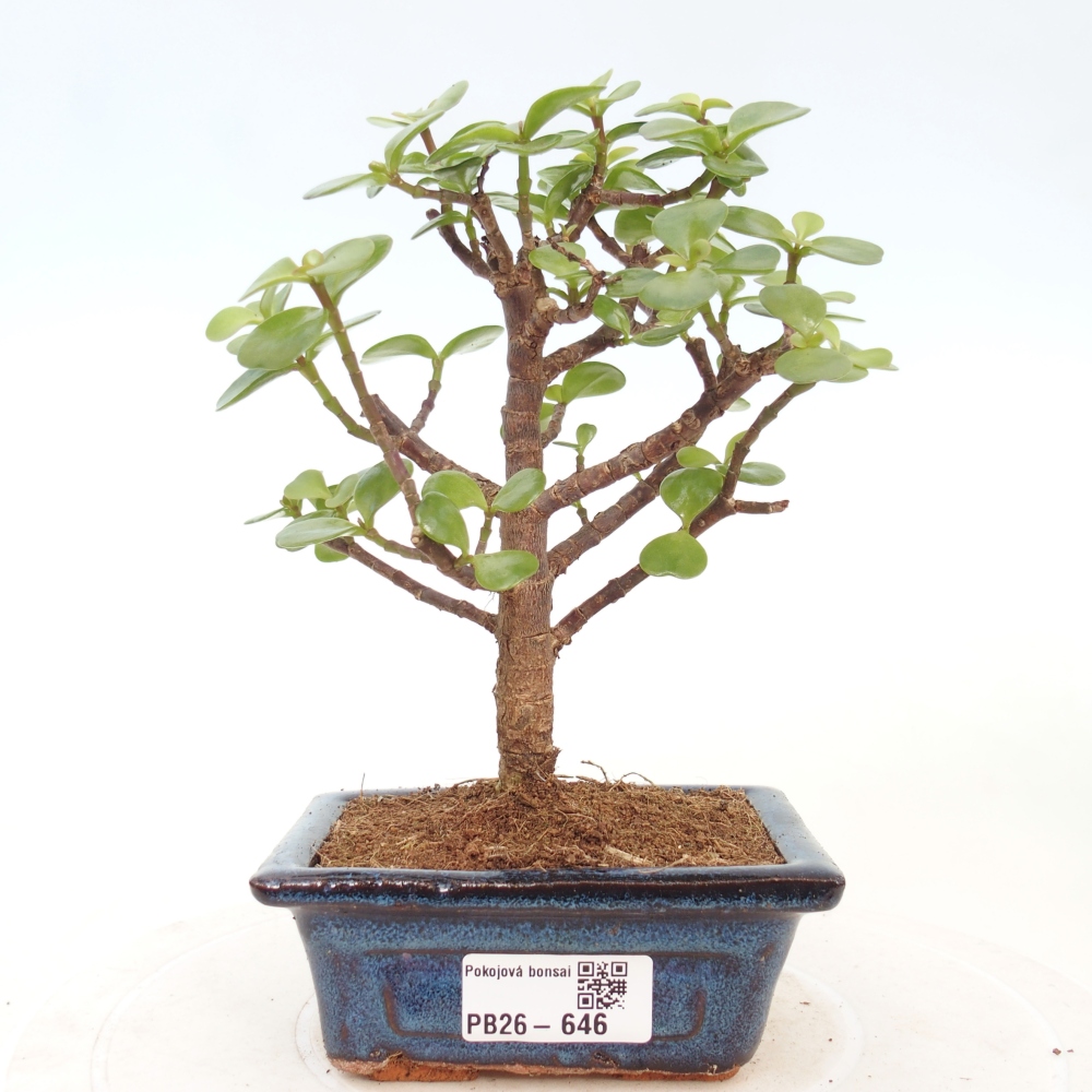 Zimmer Bonsai - Portulakaria Afra - Tlustice