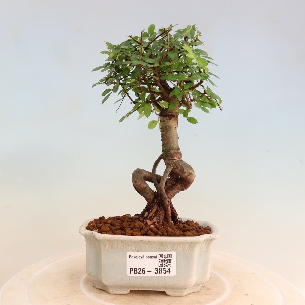 Zimmerbonsai - Ulmus parvifolia - Kleinblättrige Ulme