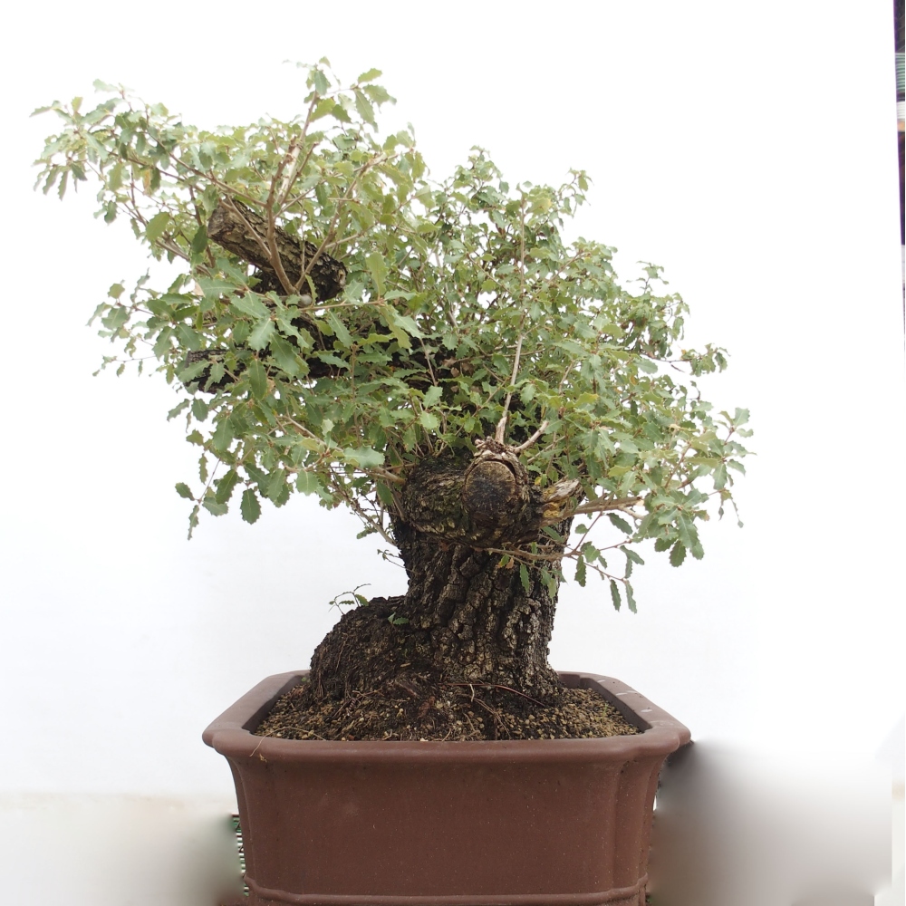 Yamadori - Quercus Ilex - Steineiche