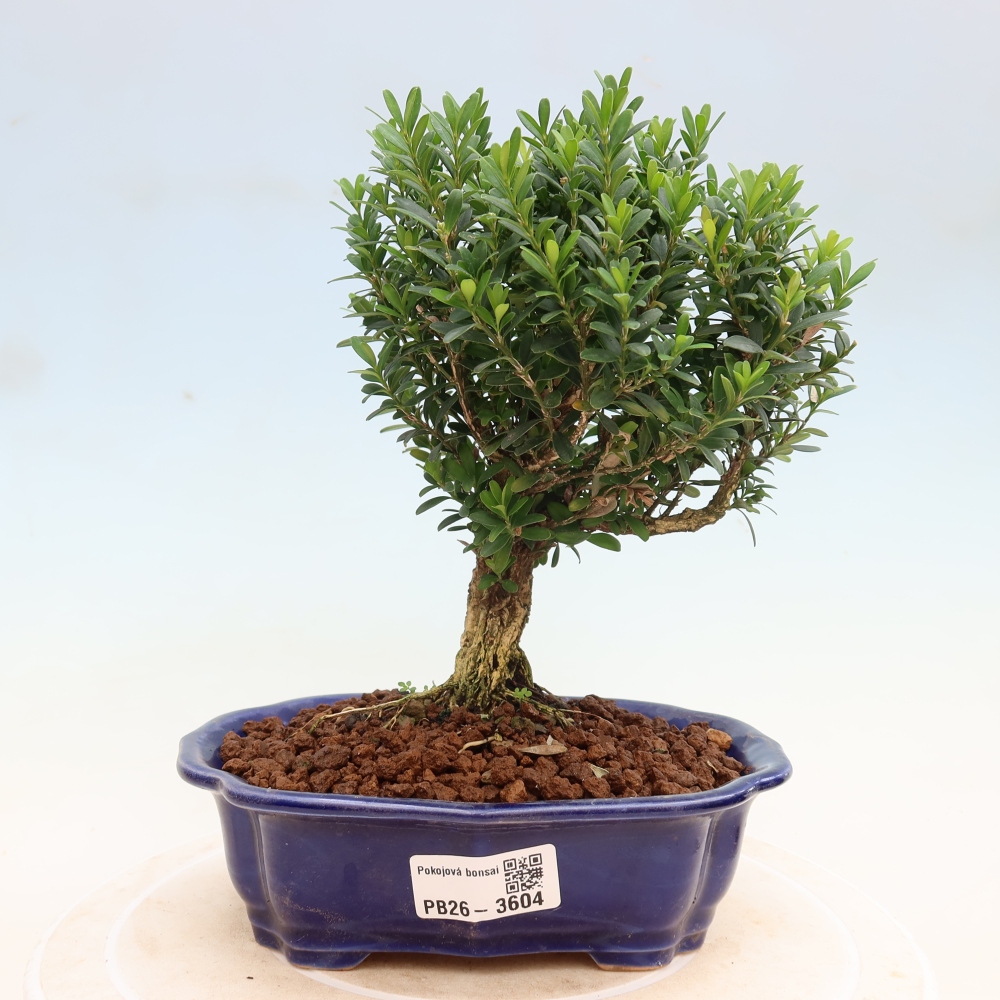 Zimmer Bonsai - Buxus harlandii - Korkbuxus