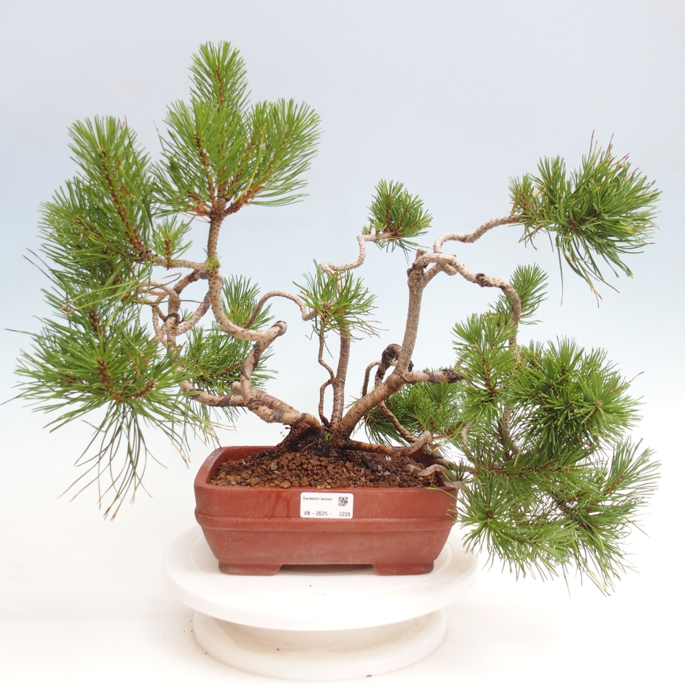 Außen Bonsai - Pinus Mugo  - Kiefer