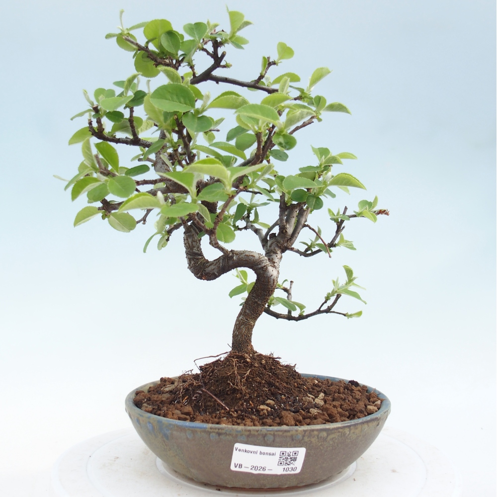 Bonsai für draußen - Chaneomeles chinensis