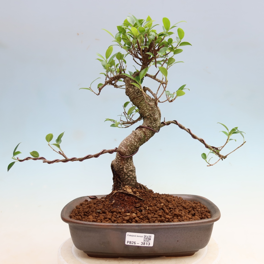 Zimmerbonsai - Ficus kimmen - Kleinblättriger Ficus