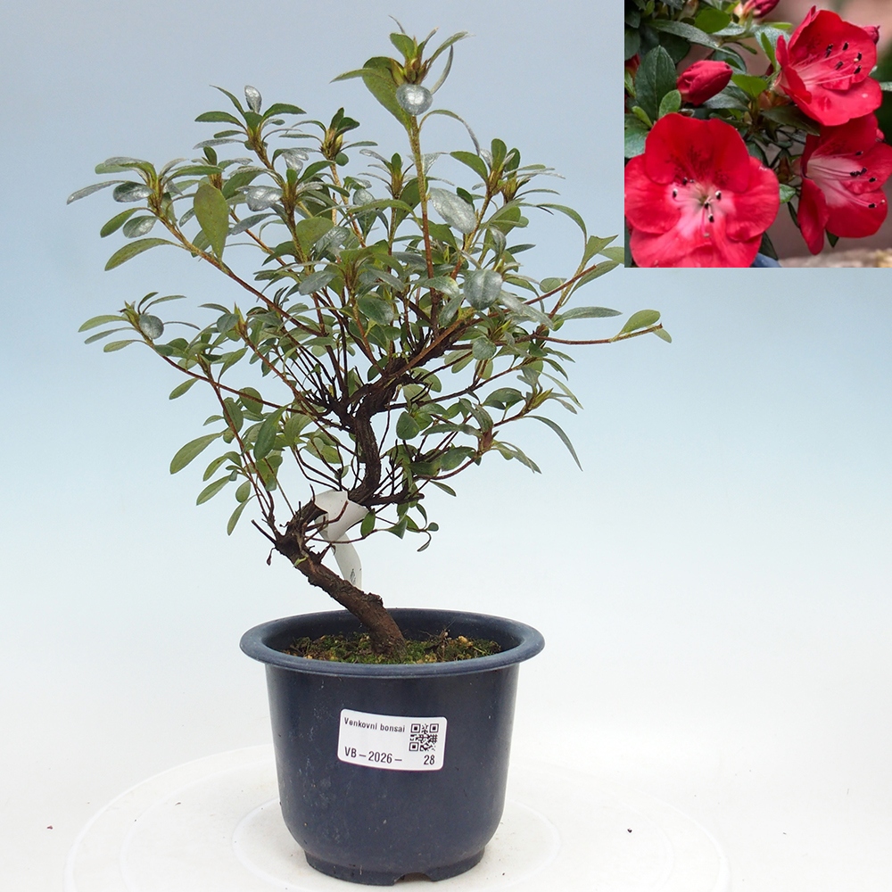 Bonsai für draußen - Japanische Azalee - Azalea Benibeni
