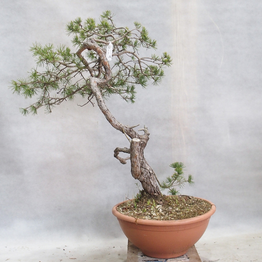 Yamadori - Pinus sylvestris 