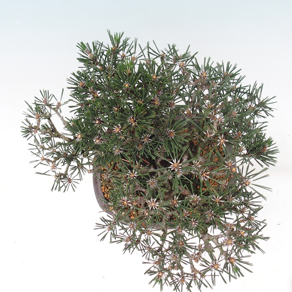 Bonsai für draußen - Pinus thunbergii Kotobuki - Thunberg-Kiefer