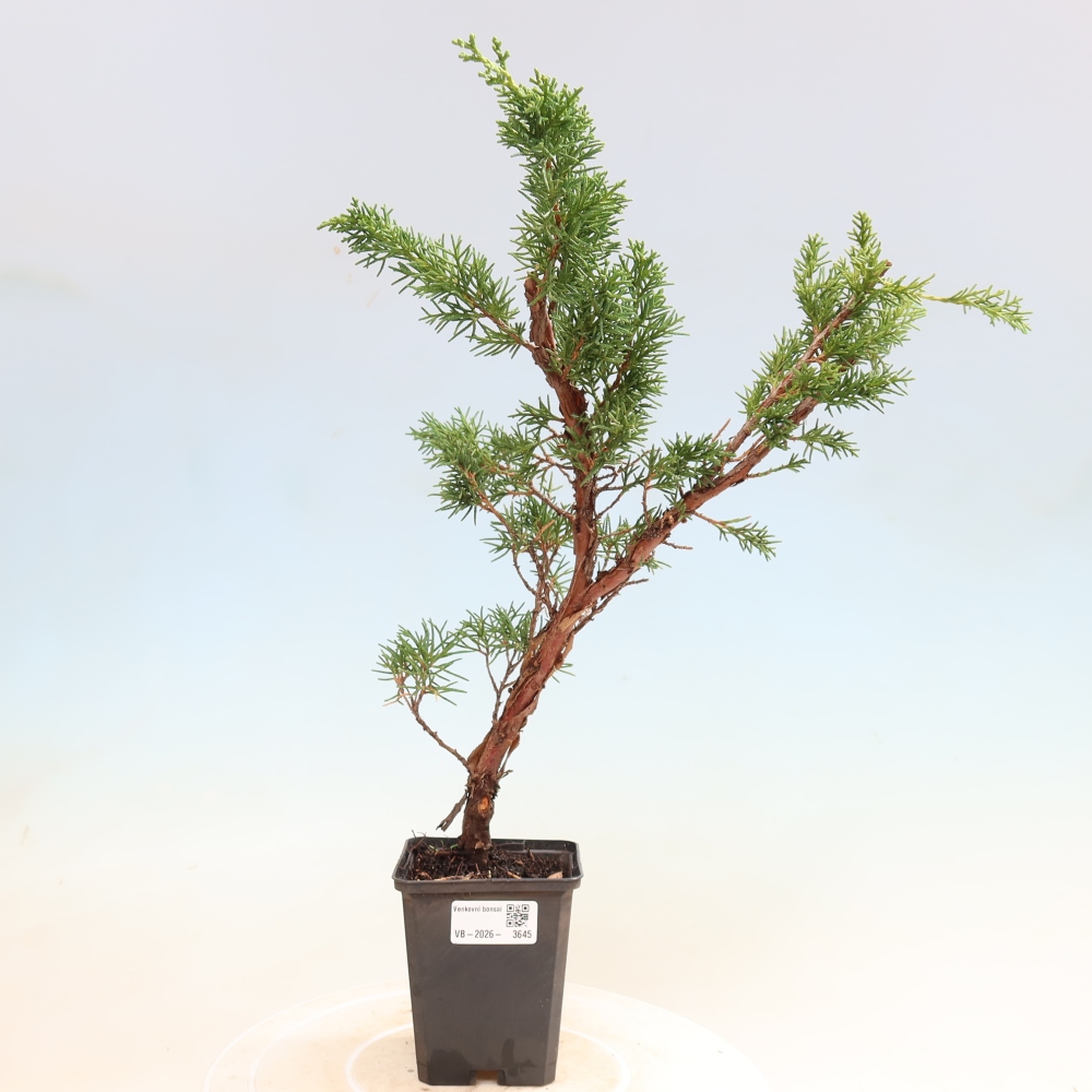 Bonsai für draußen - Juniperus chinensis Kishu