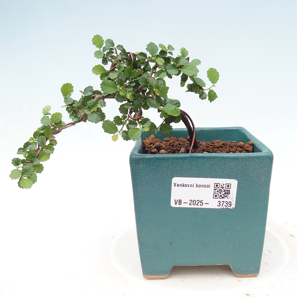 Zimmerbonsai - Grewia sp. - Kleinblättriges Grewie