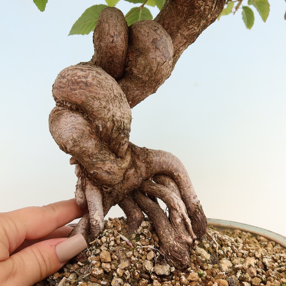 Bonsai für draußen -Carpinus CARPINOIDES - Koreanische Hainbuche