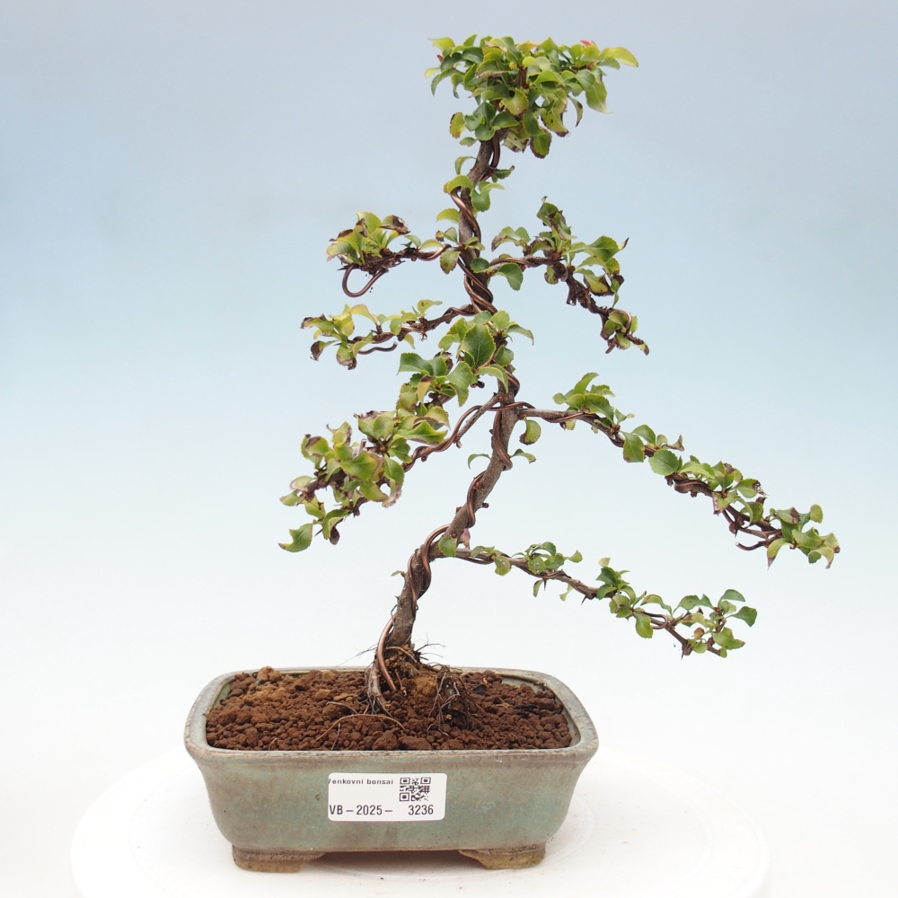 Außen Bonsai - Chaenomeles mit Red Joy -. Quitte
