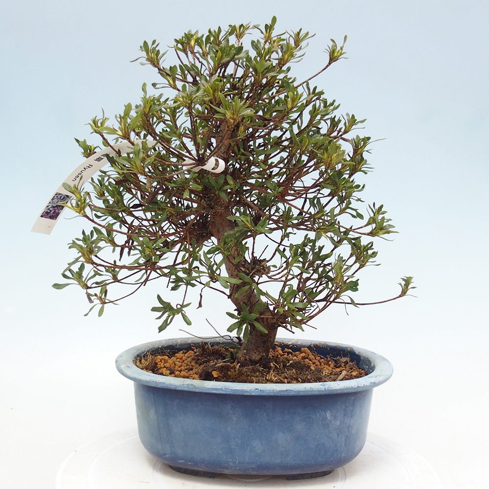 Bonsai für draußen - Japanische Azalee - Azalea Ryusen