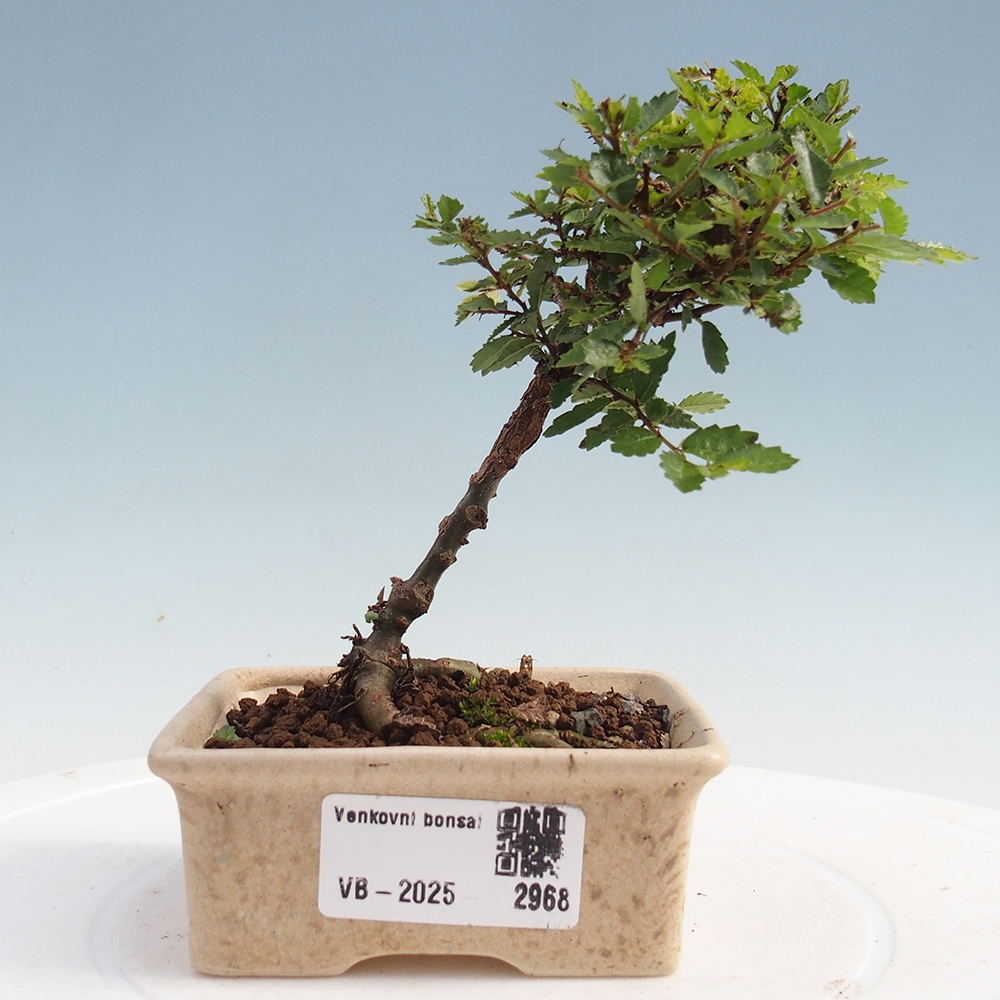 Bonsai im Freien - Ulmus parvifolia Sagei - Kleinblättrige Ulme