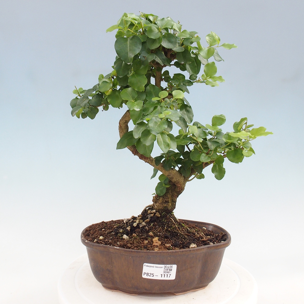 Zimmerbonsai - Ligustrum chinensis - Vogelperspektive