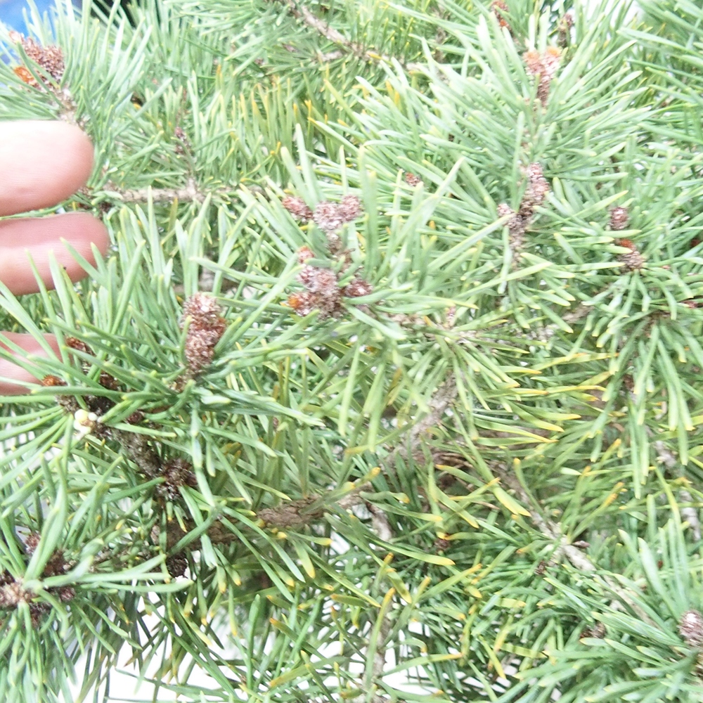 Yamadori - Pinus sylvestris 