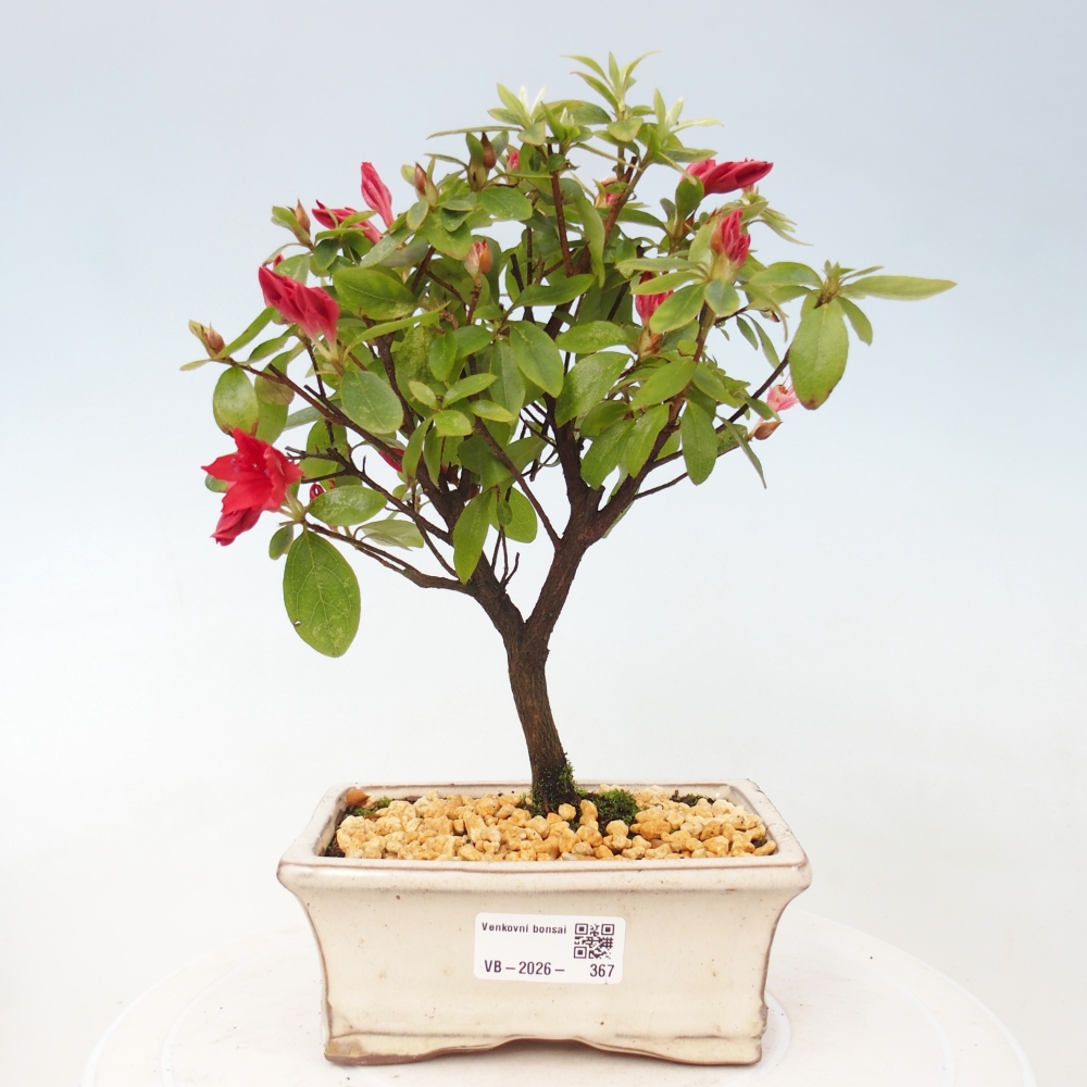 Bonsai für draußen - Japanische Azalee - Azalea sp.