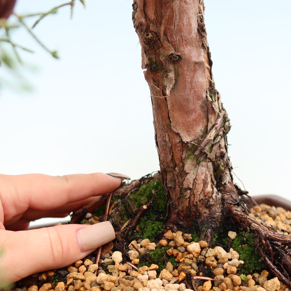 Bonsai für draußen - Juniperus chinensis Kishu
