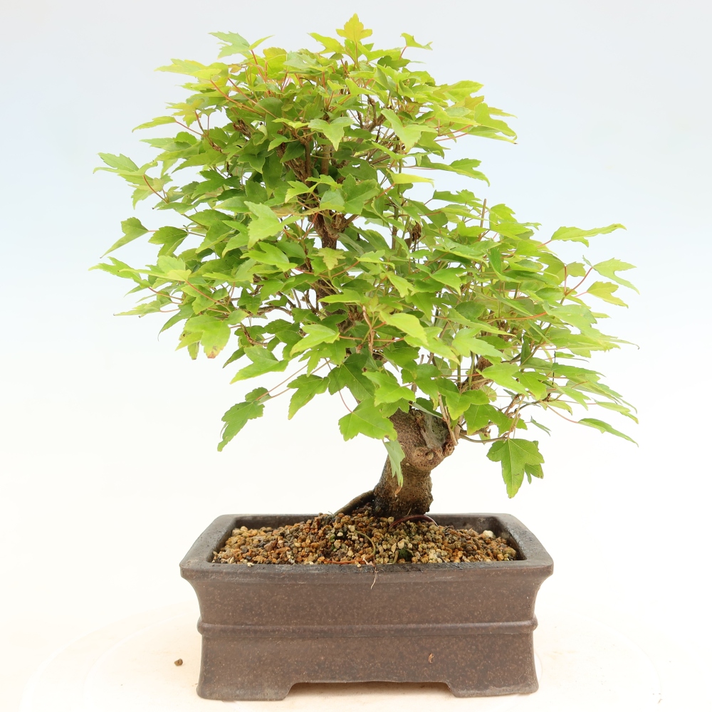 Bonsai für draußen - Ahorn Burger - Acer Burgerianum