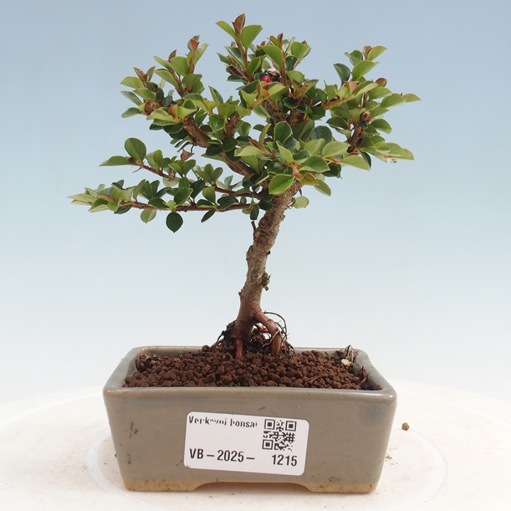 Bonsai im Freien - Cotoneaster horizontalis - Felsenbaum