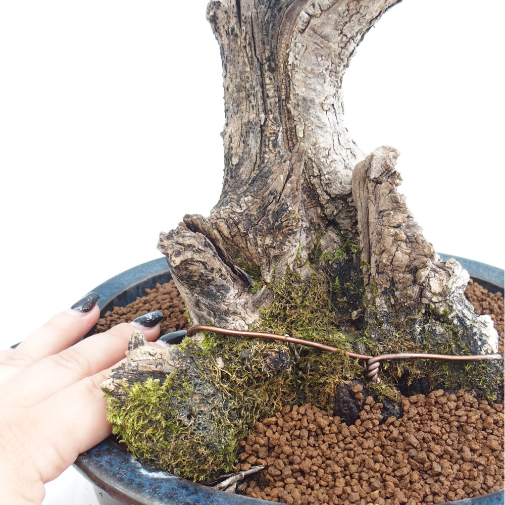 Indoor-Bonsai - Olea europaea sylvestris - Europäisches kleinblättriges Olivenöl