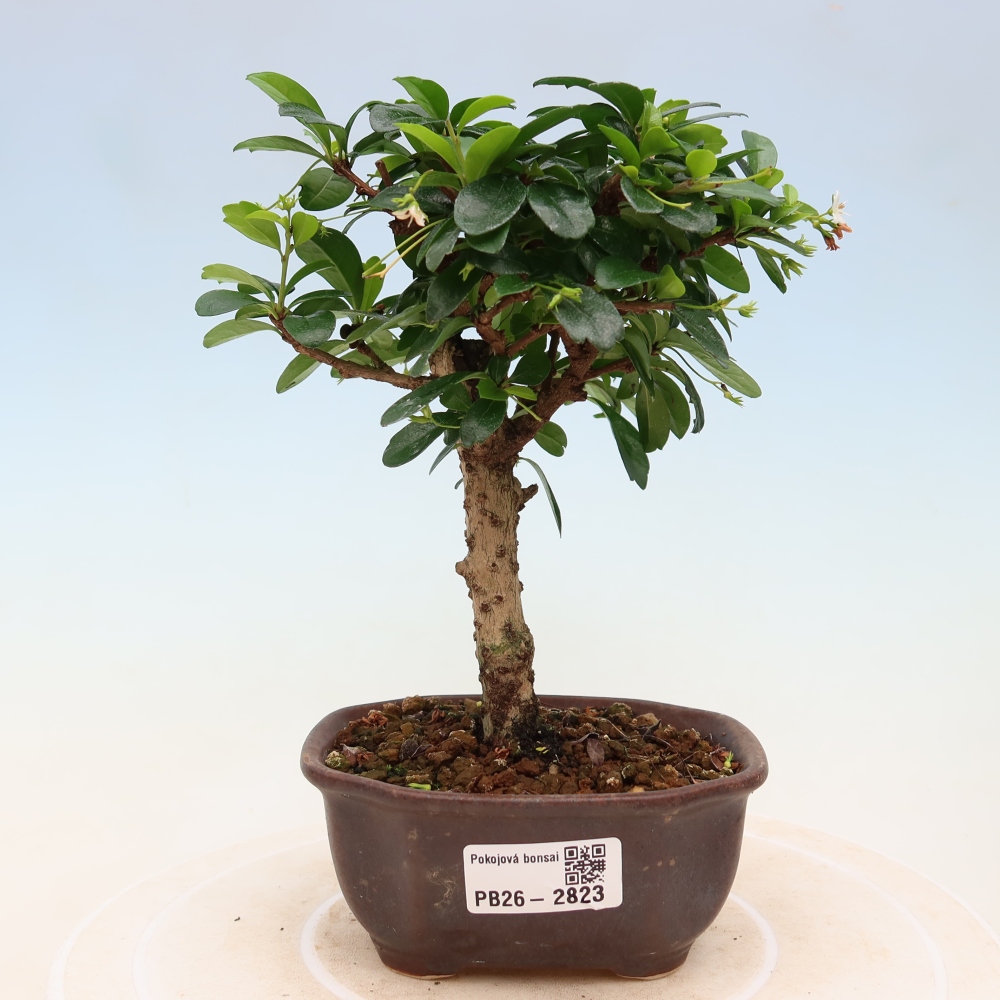 Zimmer-Bonsai - Carmona macrophylla - Tee-Fuki