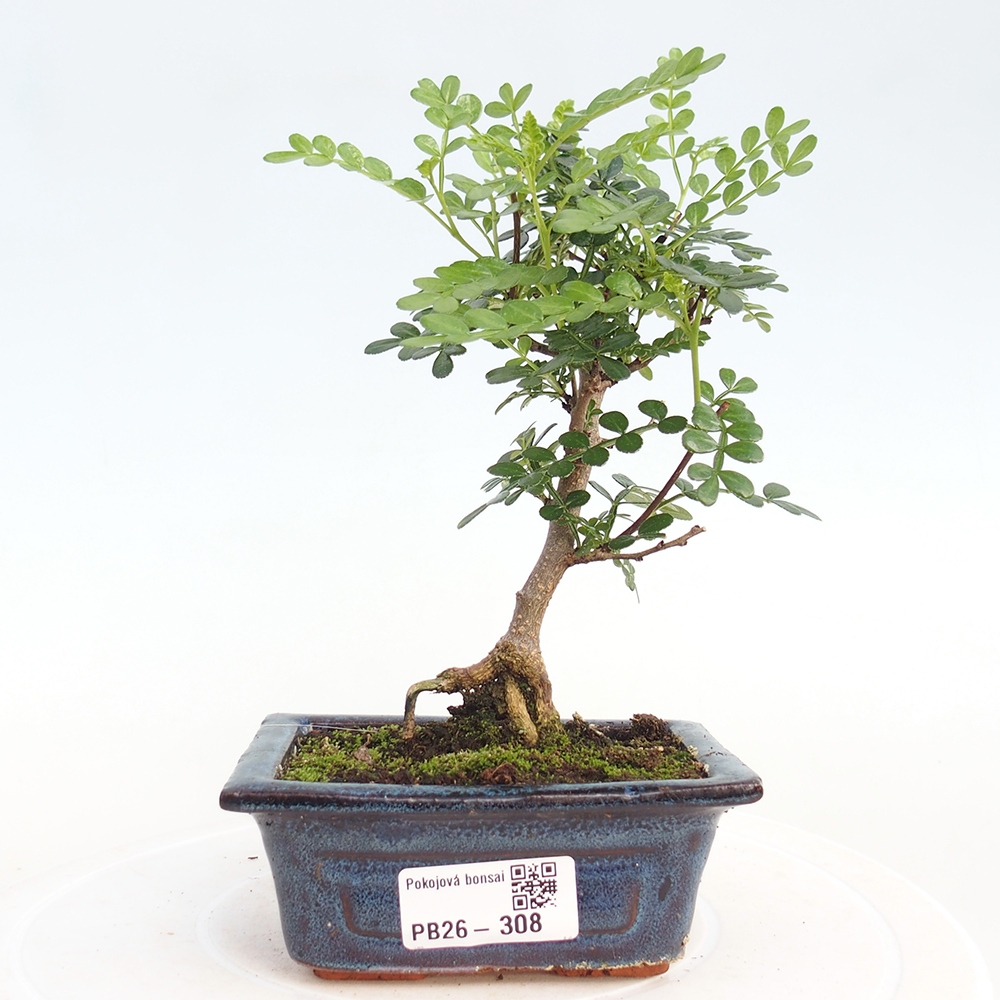 Zimmer Bonsai - Zantoxylum piperitum - Pfefferbaum