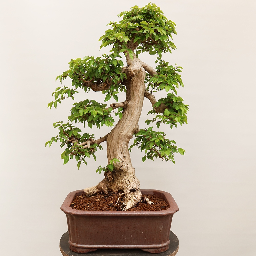 Bonsai im Freien - Carpinus Coreana - Koreanische Hainbuche