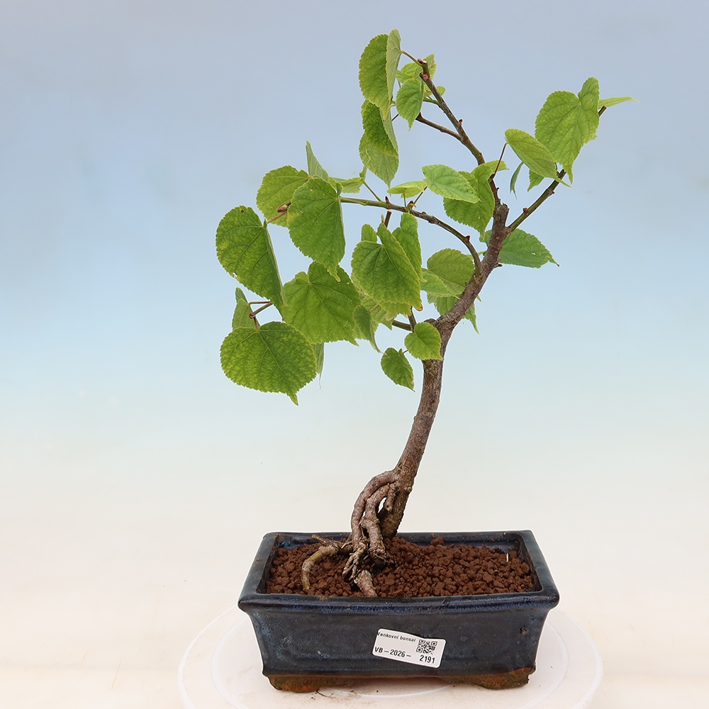 Bonsai für den Außenbereich – Herzblättrige Linde – Tilia cordata