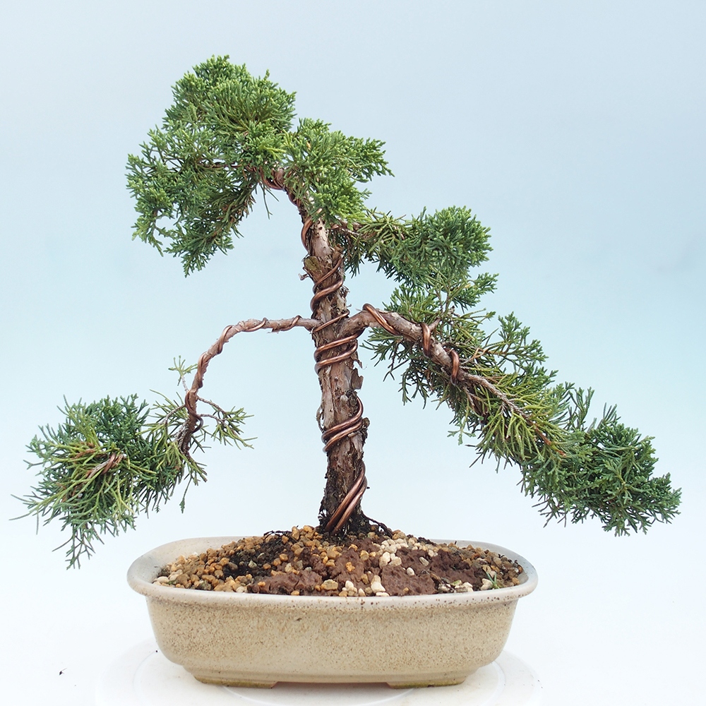 Outdoor-Bonsai - Juniperus chinensis Kishu - Chinesischer Wacholder