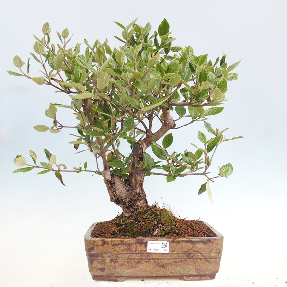 Outdoor-Bonsai-Kalina Bodnanská - Viburum carlesii